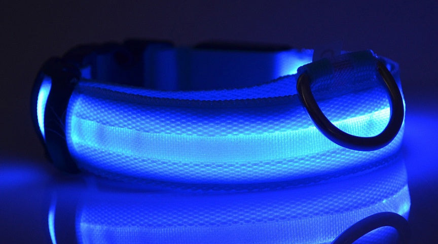 Blue LED dog collar illuminated in the dark